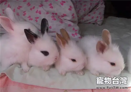 小兔應該在什麼時候斷奶？