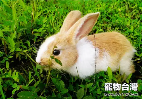 用常見食材治療兔兔球蟲病
