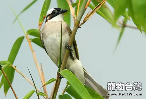 白頭翁人工繁殖注意事項