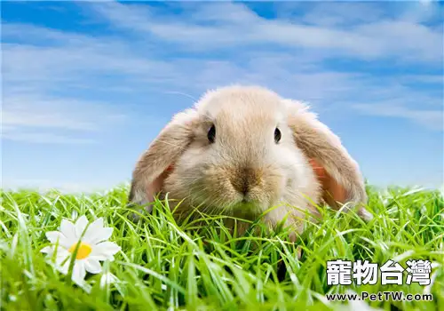 自製兔糧應注意的原則