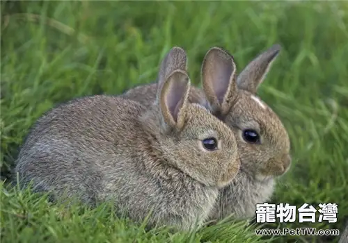 幼兔吃太多容易引起下痢