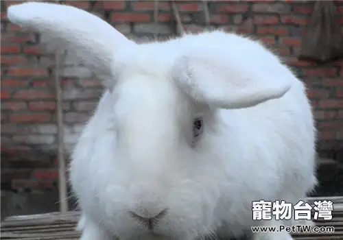 兔子耳朵為什麼那麼長