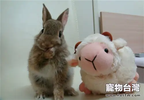 小兔子為啥會那麼臭？