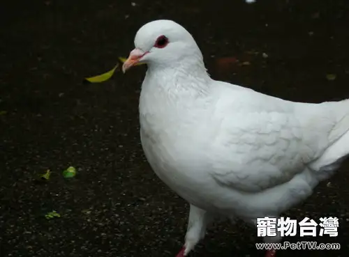 常見鴿子產無精蛋的原因分析