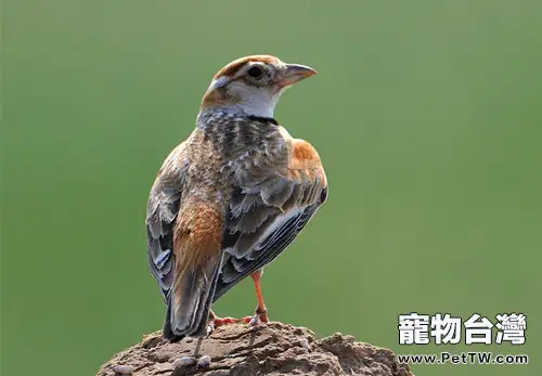 觀賞鳥籠養也需提供沙浴