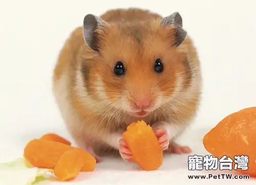 倉鼠換糧也需要過渡期