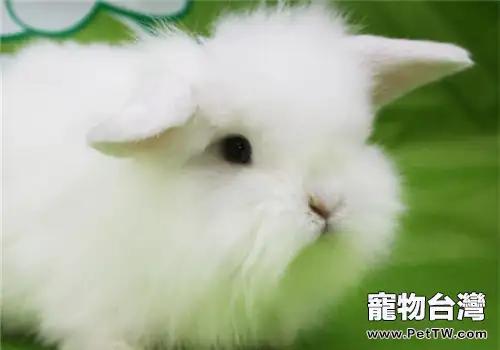 秋季如何應對家兔繁殖高峰(1圖)-寵物台灣