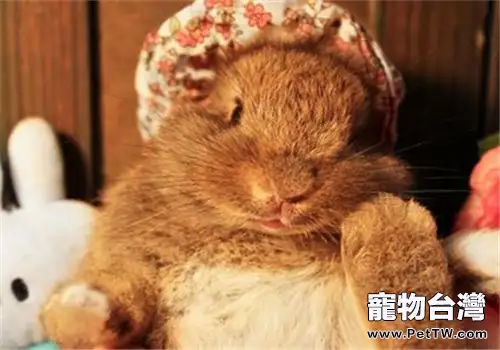 哺乳母兔的飼養管理