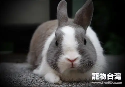如何預防和治療兔兔感冒(1圖)-寵物台灣