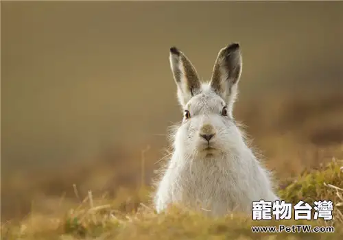 野兔馴化的養殖技術(1圖)-寵物台灣