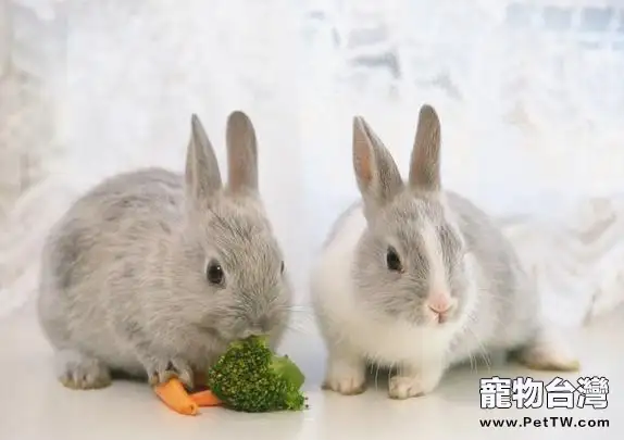 哺乳母兔該如何飼養