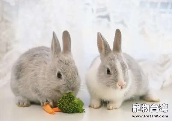 哺乳母兔該如何飼養(1圖)-寵物台灣