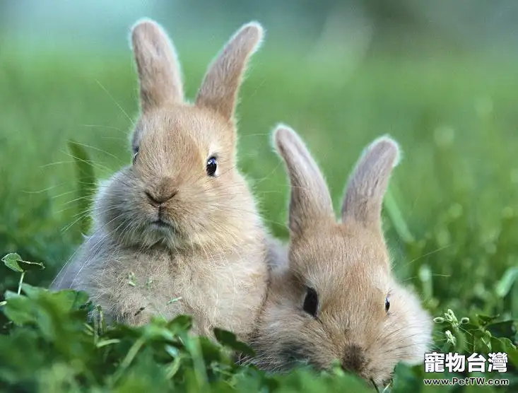 訓練兔子時常見的錯誤