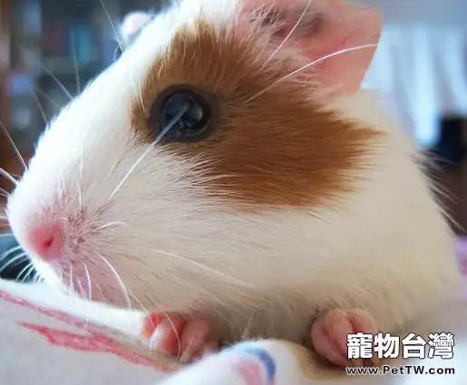 為什麼荷蘭豬適合和兔子混養(1圖)-寵物台灣