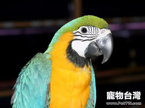 冬季鸚鵡飼養注意事項(1圖)-寵物台灣