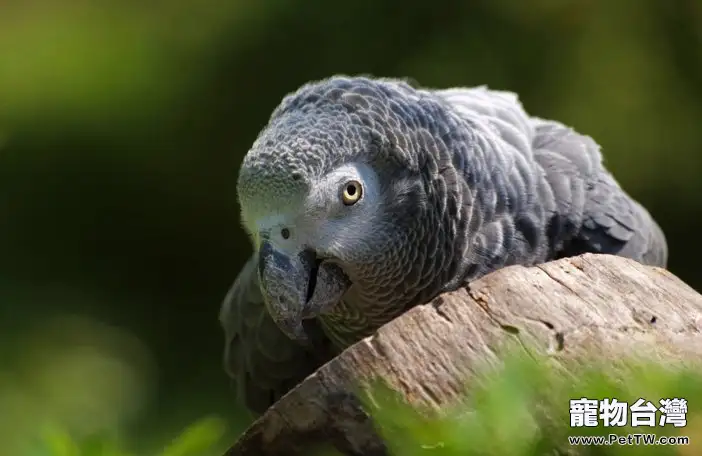 非洲灰鸚鵡的飼養環境