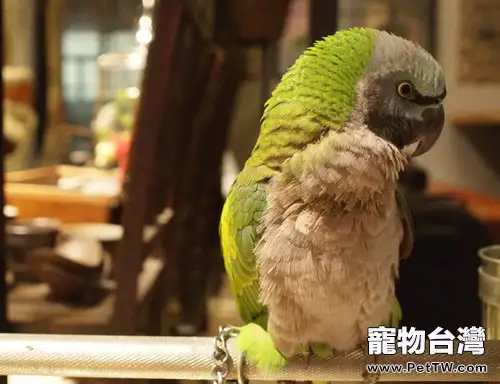 冬季為鸚鵡保暖的注意事項(1圖)-寵物台灣