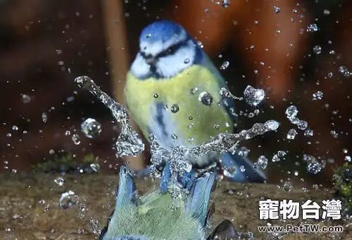 為觀賞鳥定期洗澡的好處