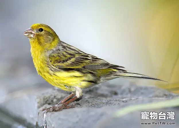 關於芙蓉鳥的資料簡介