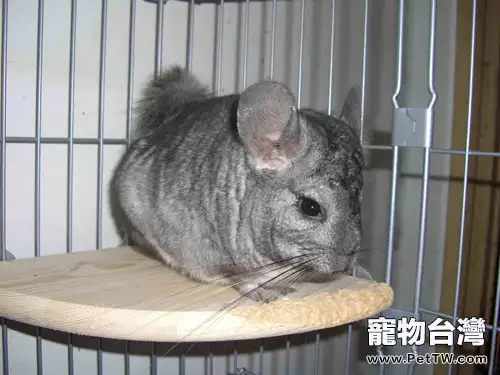 龍貓籠該如何挑選