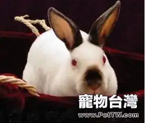 喜米拉雅兔品種特徵