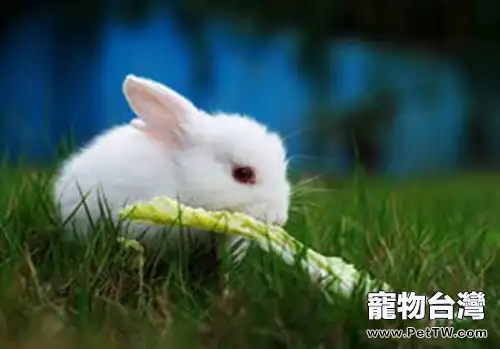 為什麼要為兔兔結紮