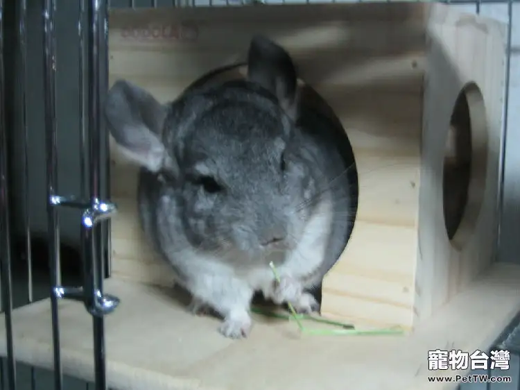龍貓在冬季會食慾下降