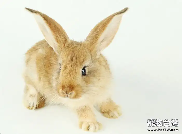 新手需知兔兔正確餵食時間