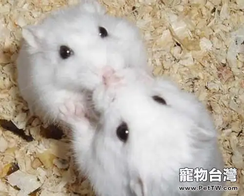 潮濕天倉鼠飼養建議(1圖)-寵物台灣