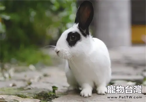 淺析兔粘液性腸炎(1圖)-寵物台灣