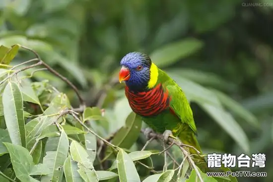 哪些植物對鸚鵡有害