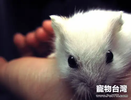 如何辨別倉鼠身體是否健康(1圖)-寵物台灣