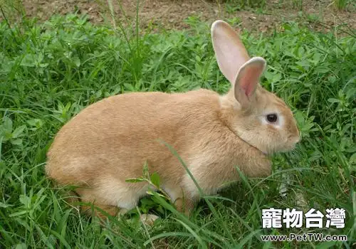 豫豐黃兔飼養技術