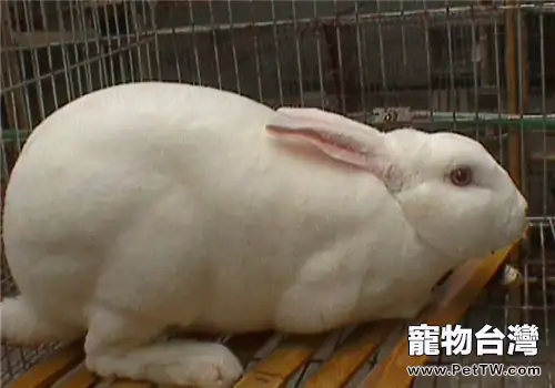 獺兔養殖的關鍵技術措施(1圖)-寵物台灣