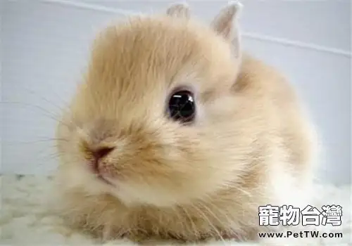 為什麼小兔子難養呢？
