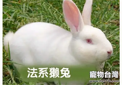 教你巧識法系獺兔(1圖)-寵物台灣