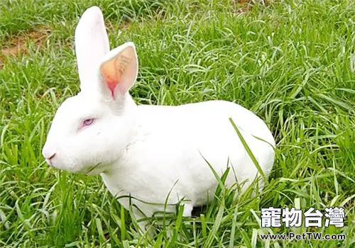 獺兔飼料可添加食用油