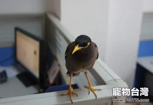 八哥鳥的放飛訓練(1圖)-寵物台灣