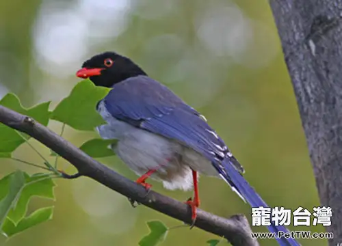 寵物鳥的空中接物訓練