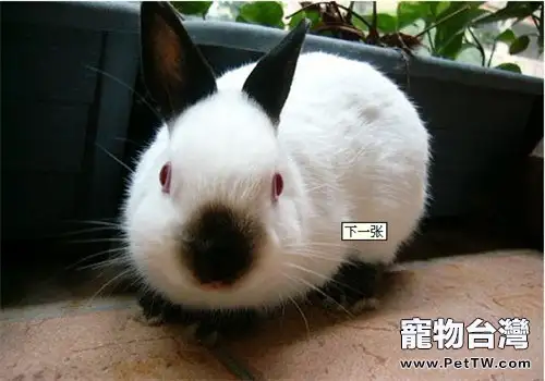 兔兔春季易患肺炎
