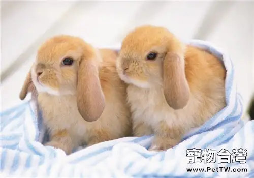 寵物兔該養公的還是母的？