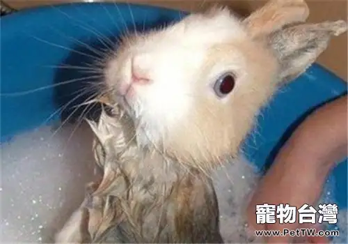 飼養寵物兔的三大注意事項