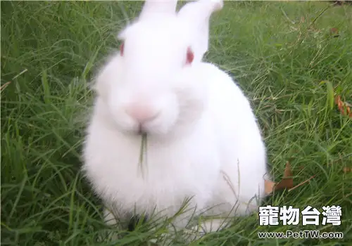 怎樣為寵物兔製作簡易飼料