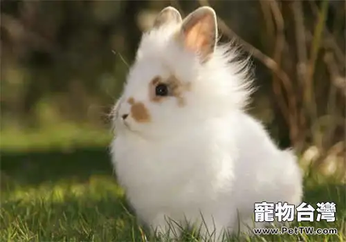 寵物兔如何安全度夏