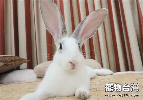 寵物兔耳朵的護理方法