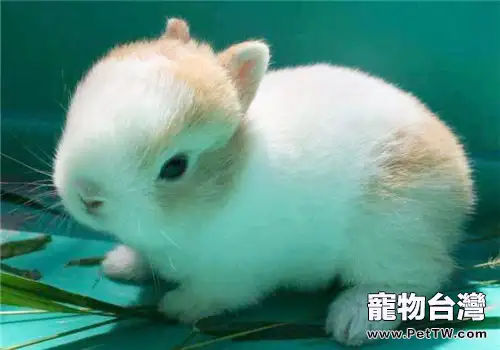 膽小兔子飼養注意事項