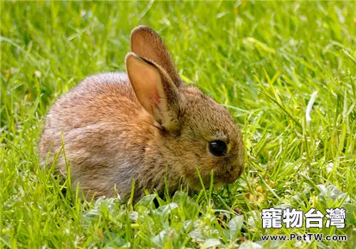 寵物兔健康檢查項目有哪些?(1圖)-寵物台灣