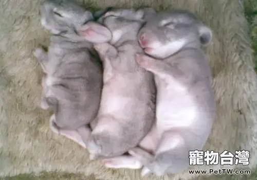 初生仔兔飼喂小知識(1圖)-寵物台灣