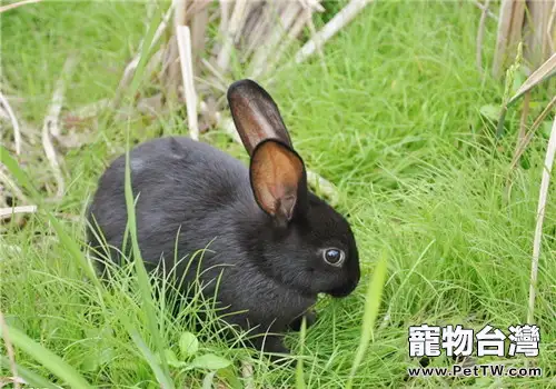 解析：兔子為什麼要吃糞便？