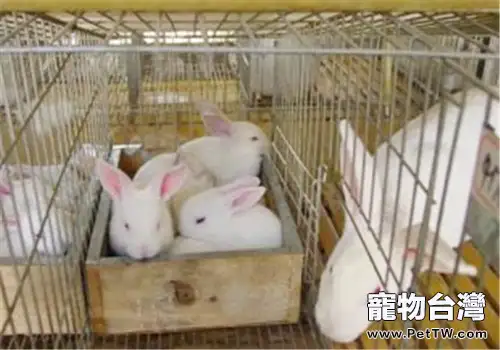 為兔捨消毒防治螨蟲(1圖)-寵物台灣